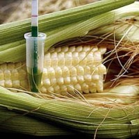 España acoge dos terceras partes de los experimentos con cultivos transgénicos en Europa