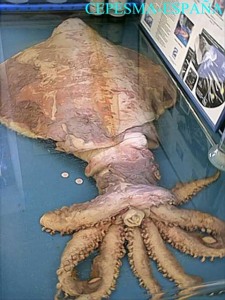 Un calamar gigante. Fuente: Wikipedia.org. Foto: Cepesma.